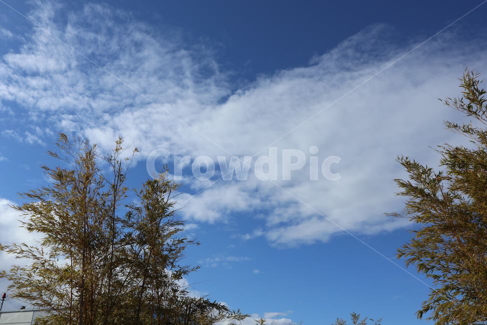 구름,풍경,날씨,tree,나무,plant,식물,fir