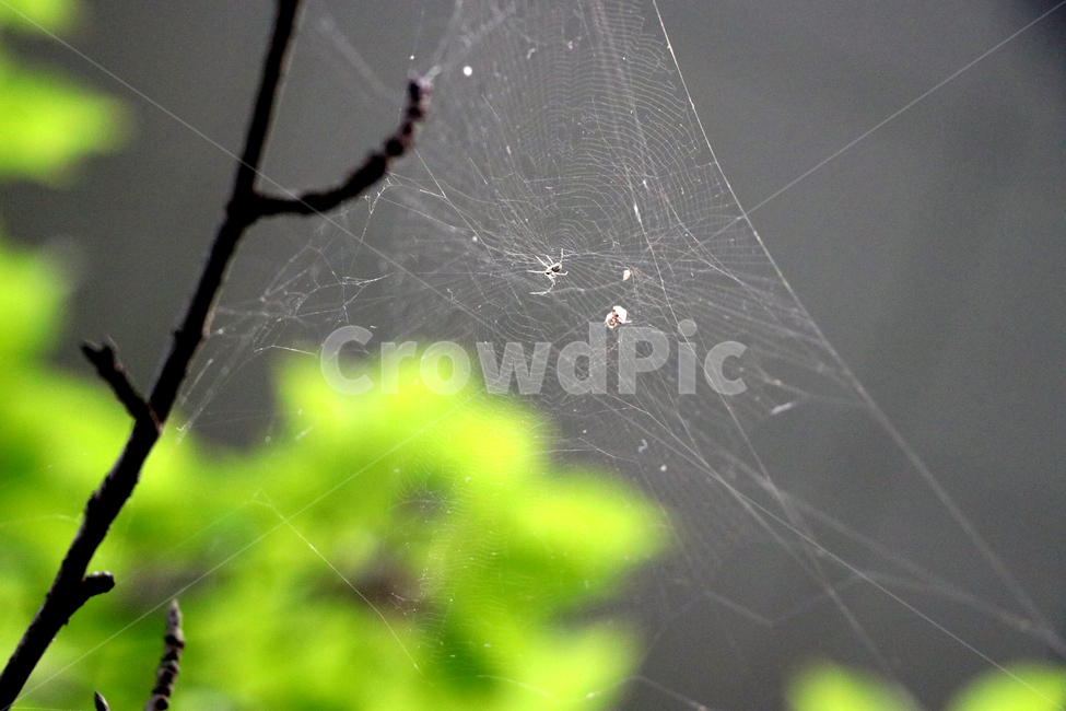 거미의생,나뭇가지,거미,열정,자연,거미줄,잎,plant,식물,nature,spider,aspiderweb,leaf