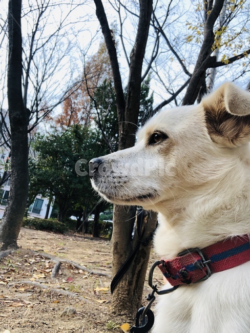 강아지,개,흰색,숲,처진귀,앉은,귀여운
