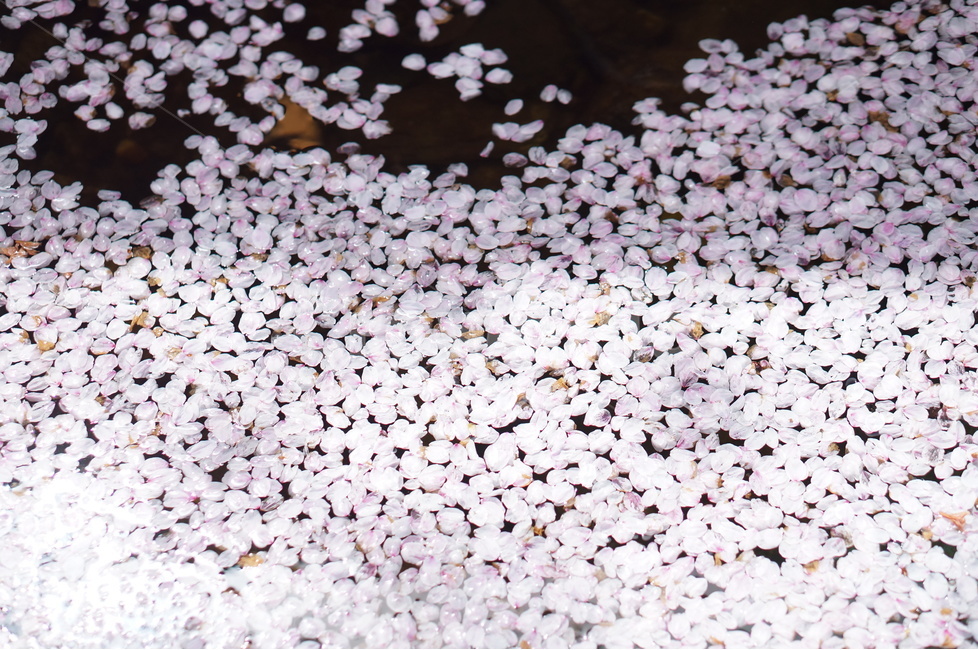 꽃잎,벚꽃,물,봄,풍경,봄,계절,spring,season,꽃,flower,petal,plant,식물,blossom