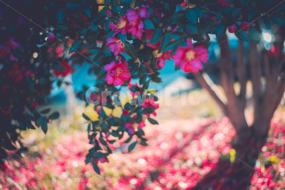 blossom,plant,식물,petal,꽃잎,flower,꽃,식물,자연,plants,nature,꽃,flower
