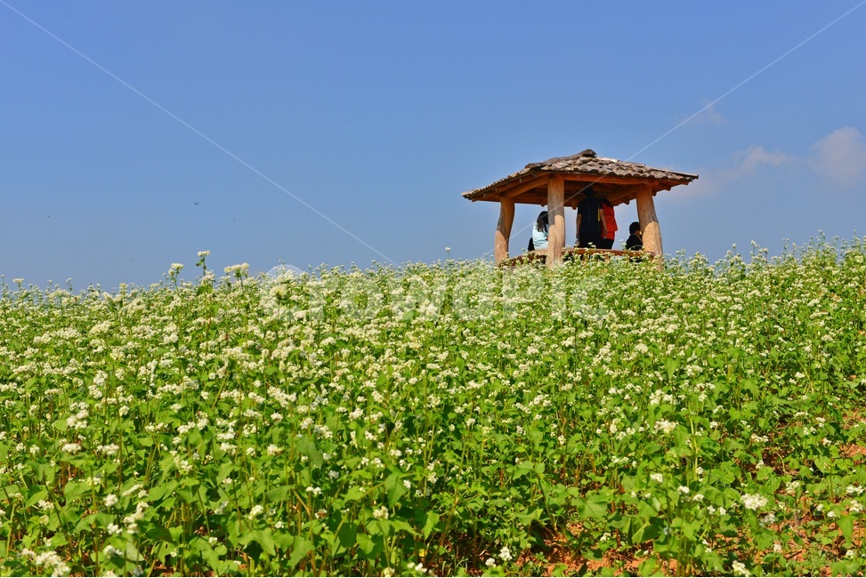 human,인간,person,사람,nature,자연,outdoors,옥외,field,들,rural,농촌,farm,농장,meadow,목초지,고창,학원농장,메밀밭,농업,농사,농경,경작
