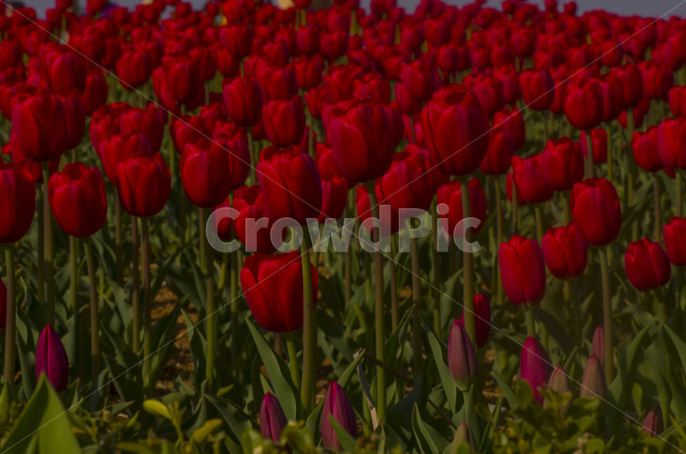 tulip,튤립,튜울립,봄꽃,봄,꽃,꽃송이,붉은꽃,빨간꽃,빨강꽃,꽃밭,빨강,빨간튤립,레드