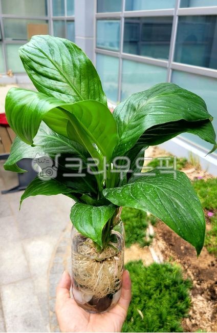 스파티필름,스파타필름,leaf,잎,수경재배,흙,꽃병,유리병,뿌리,식물뿌리,공기정화,정화식물,큰잎,물자국,이동하기,스파트필름
