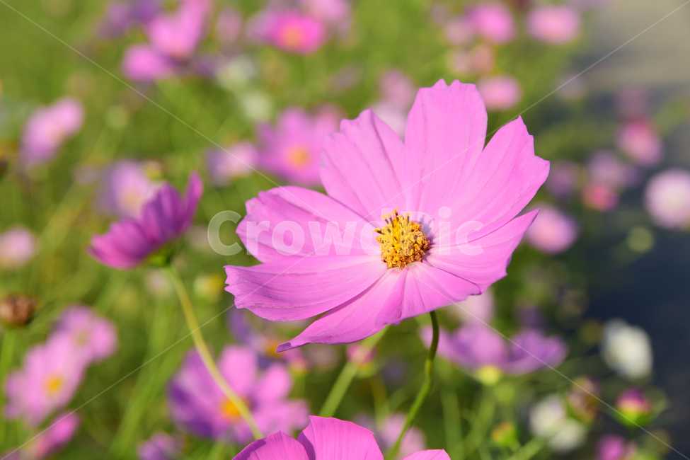 코스모스,코스모스꽃,꽃,가을,가을꽃,식물,국화과,꽃잎,cosmos,flower,fall,autumn,plant,blossom,petal,식물,자연,plants,nature,꽃,flower