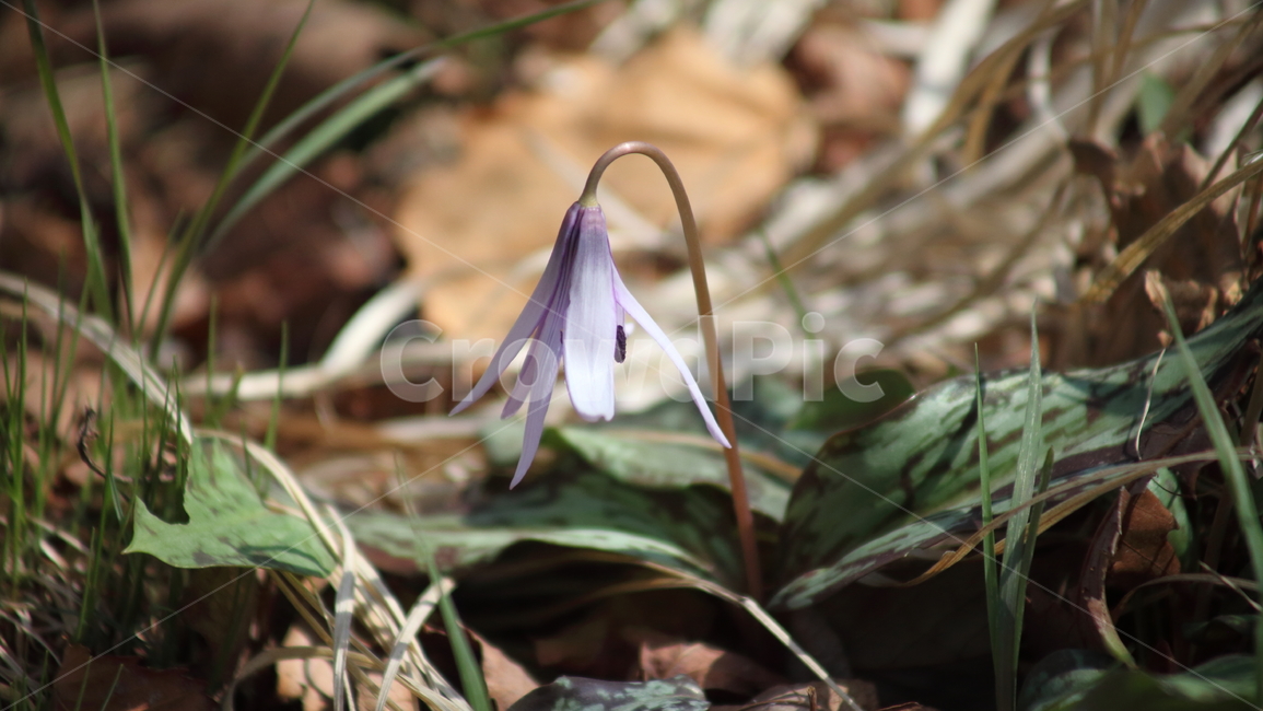 엘레지,엘리지,꽃,봄,erythroniumjaponicum,봄,계절,spring,season,식물,자연,plants,nature,꽃,flower,plant,blossom