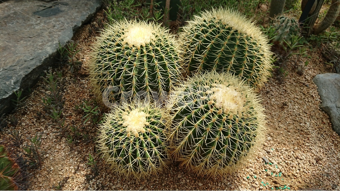 식물,나무,선인장,선인장꽃,녹색,green,자연,식물,자연,plants,nature
