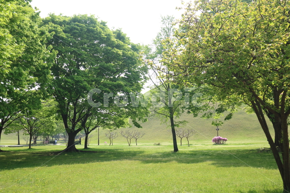 나무,숲,잔디,공원,풍경,울창,여름,햇빛,청량,tree,forest,sunny,park,summer,landscape