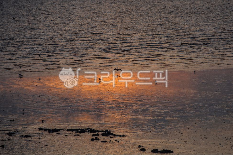 egret,Coast,ocean,bird,Seagull,nightfall,foreshore