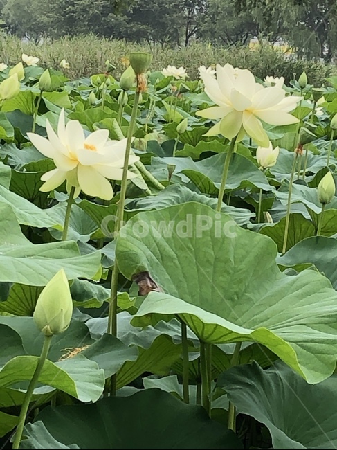 꽃,궁남지,연꽃,연꽃축제,식물