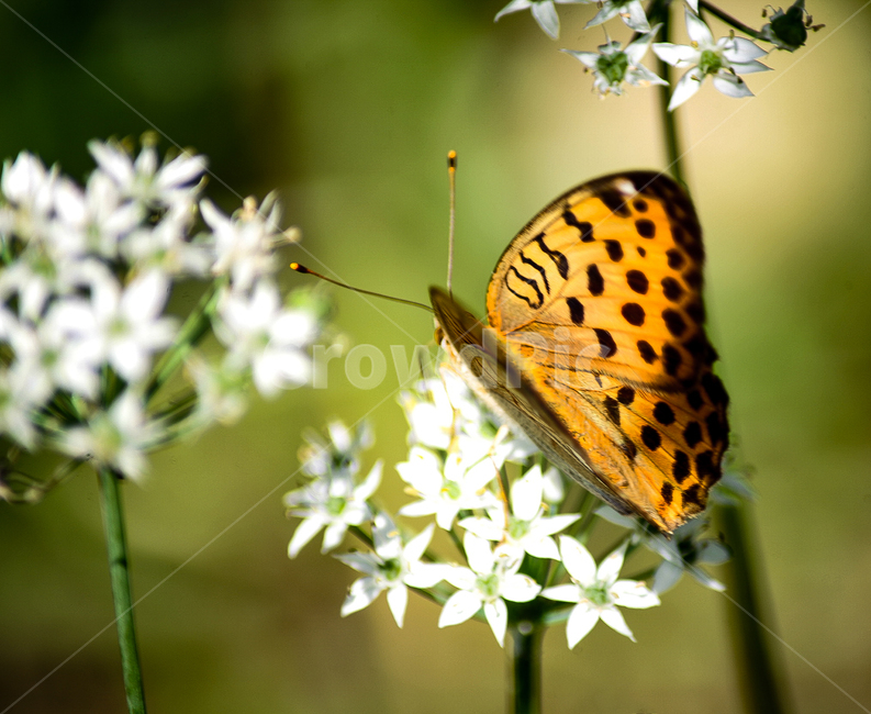 곤충,나비,나방,날개,butterfly,동물,animal,곤충,벌레,insect,bug