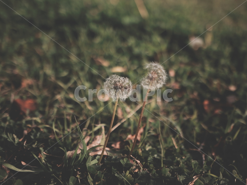 추억,아련한,기억,민들레,민들래,식물,자연,plants,nature,꽃,flower,감성,sensible,feeling