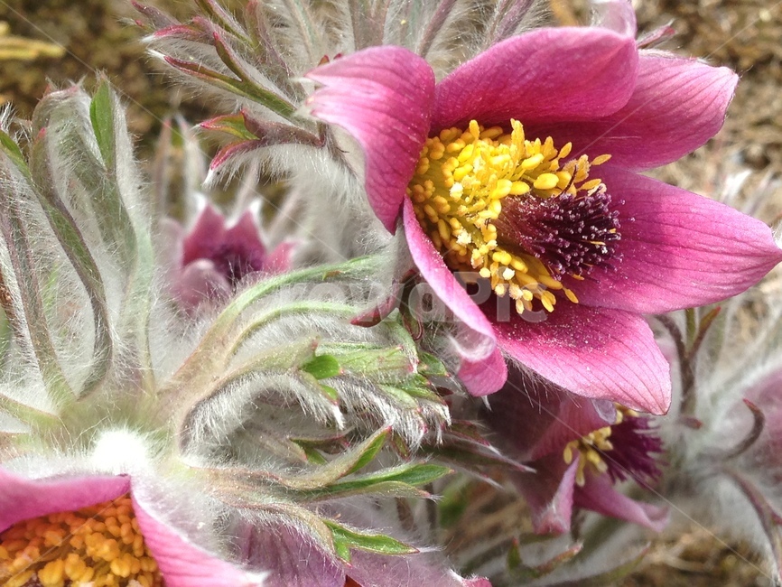 꽃,할미꽃,식물,자연,plant,식물,자연,plants,nature,꽃,flower