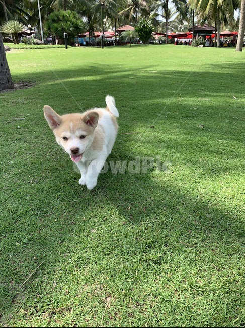 강아지,잔디,반려견,애완동물,새끼강아지,새끼