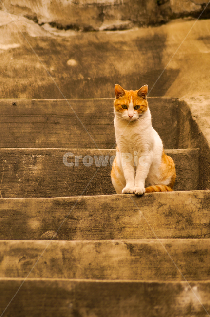 고양이,동물,포유류,길냥이,cat,animal,pet,동물,animal,포유류,mammal,고양이,cat,kitten,kitty
