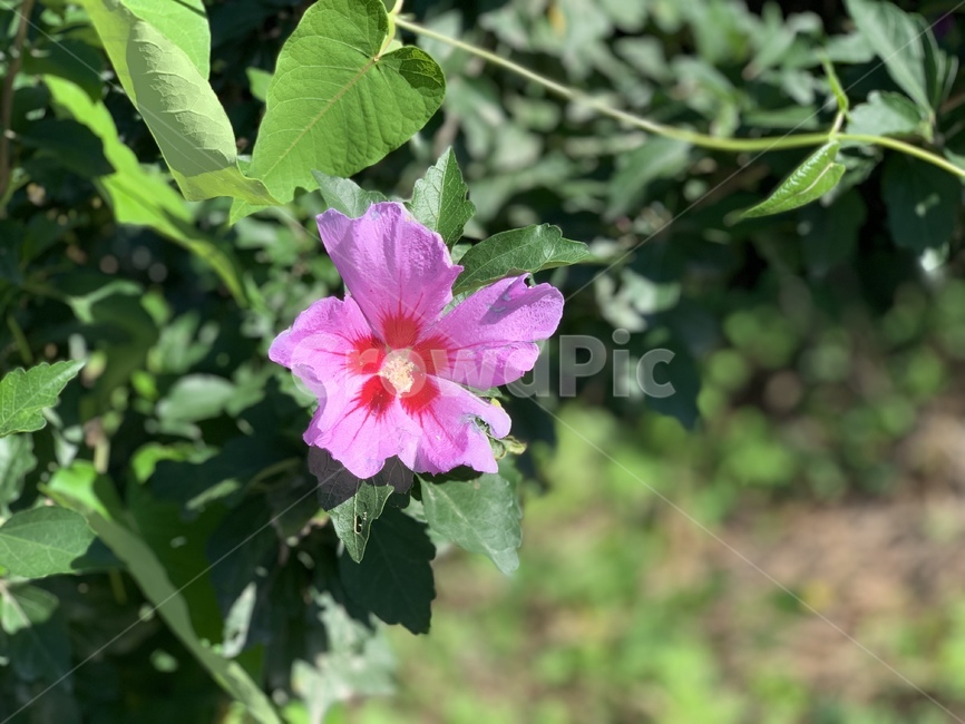 flower,꽃,plant,식물,무궁화,식물,자연,plants,nature,꽃,flower