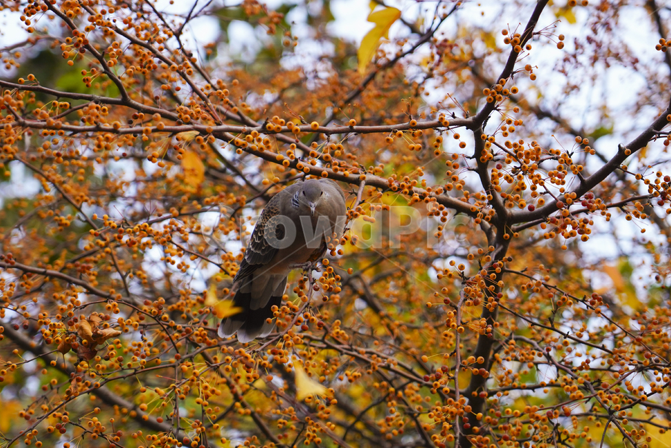 비둘기,나무,정면,산비둘기,열매,색감,동물,조용한,새,tree,orange,자연,bird,animal,calm,peace,pigeon,나무위,가지,nature,동물,animal,조류,새,birds