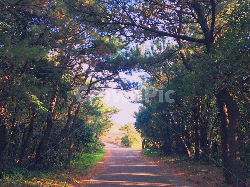 나무,빛,자연물,몽환적,노을,일몰,sunset,tree,숲,길