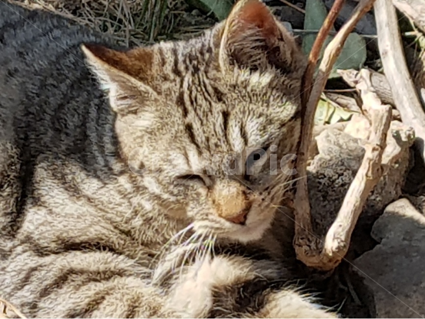 고양이,표정,cat,애교,연기,동물,animal,포유류,mammal,고양이,cat,kitten,kitty