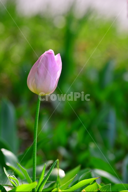 서울숲,튤립,봄꽃,tulip,봄이미지,봄날,spring,튤립축제,구근식물,flowers,식물,아름다운,공원,꽃축제,배경,바탕,beautiful,예쁜,화려한,가든,화단,정원,garden,한송이,고고한,연분홍색,핑크색,꽃봉오리,봄,계절,spring,season,식물,자연,plants,nature,꽃,flower,plant,blossom