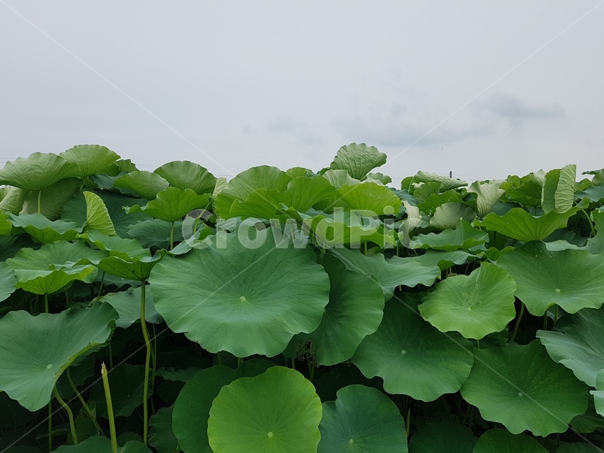연꽃,연꽃잎,하늘,감성,자연,식물,잎,식물,자연,plants,nature