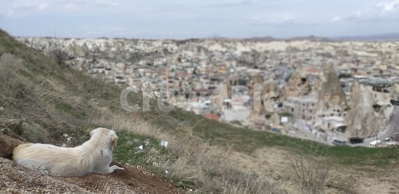 기다림,황량함,개,외로움,카파도키아,터키,turkey,cappadocia