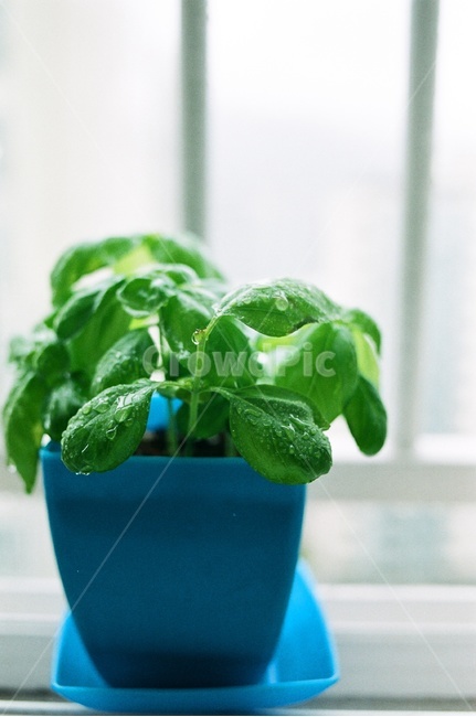 봄,허브,화분,계절,바질,색감,봄,계절,spring,season,식물,자연,plants,nature,실내용화초,화분,화초,house plant,감성,sensible,feeling,인테리어,실내디자인,interior design,leaf,잎,plant,potted plant,jar,항아리,pottery,도기류,vase,병 장식