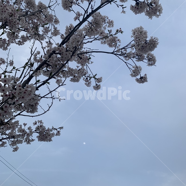 벚꽃,꽃,cherryblossom,봄,blossom