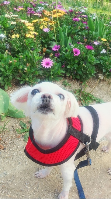 강아지,산책,공원,꽃,꽃밭,개산책
