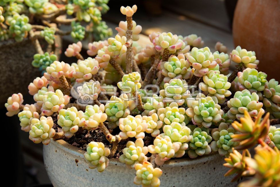 식물,다육,다육식물,화분,plant