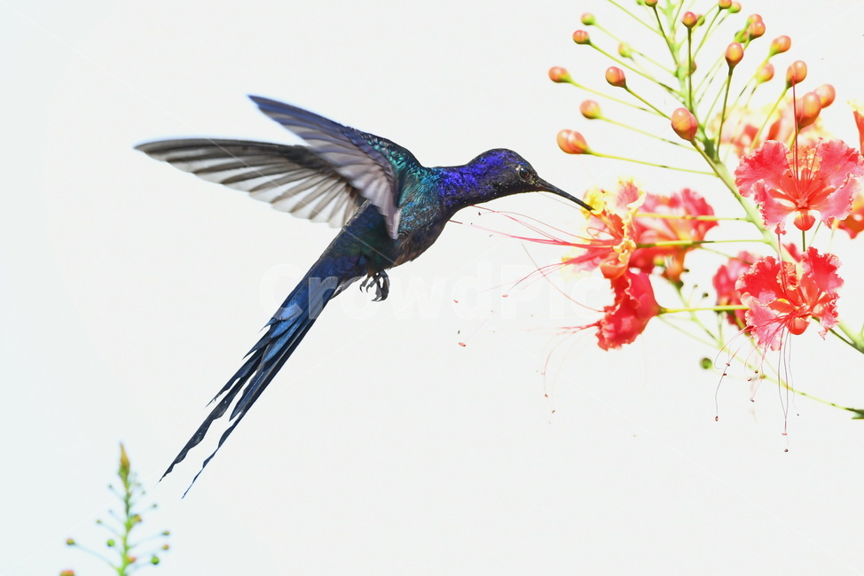 animal,동물,bird,새,벌새,hummingbird,동물,animal,조류,새,birds