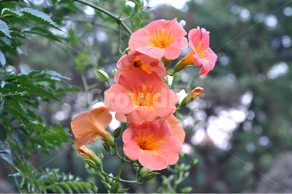 꽃,식물,자연,숲,능소화,그리움,식물,자연,plants,nature,꽃,flower