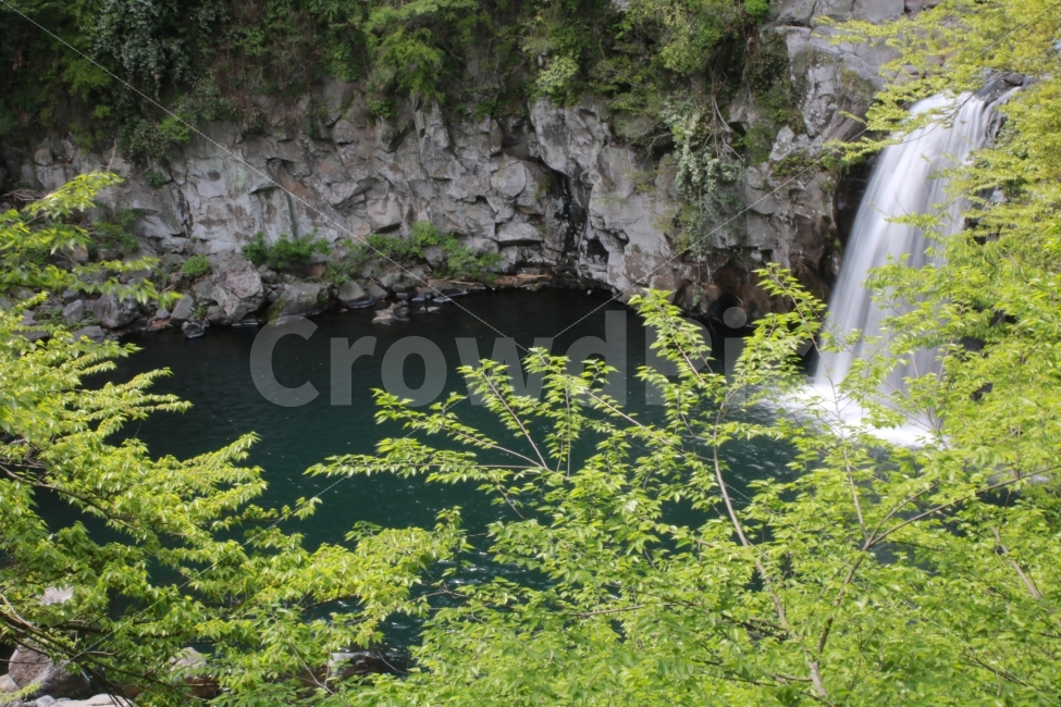 제주도,천제연폭포,폭포,나뭇잎,감성,풍경,자연,풍경,nature,landscape,여름,계절,summer,season,제주도,jeju,jeju island,water,물,outdoors,옥외