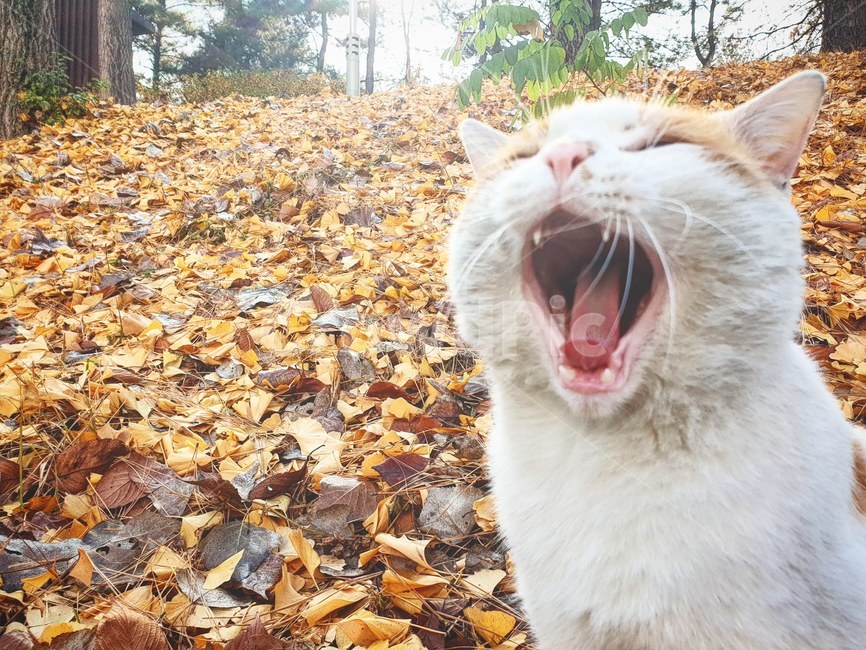 고양이,하품,단풍,낙엽,가을