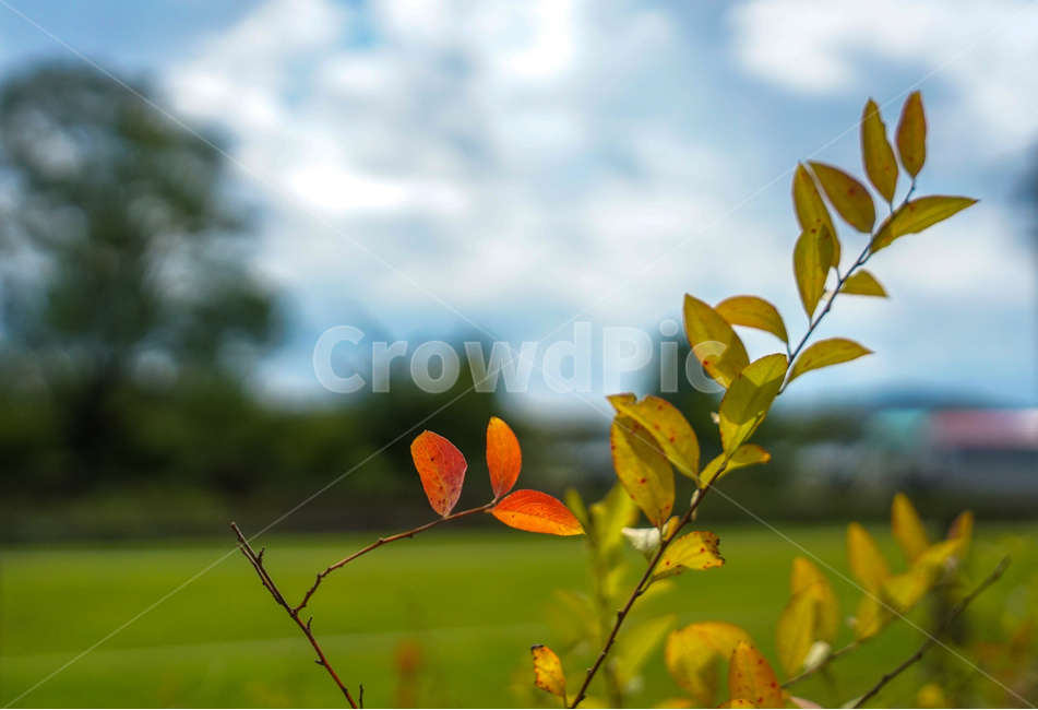단풍,가을,자연,잎,잎파리,잎새,나무,가을,계절,fall,autumn,season,식물,자연,plants,nature,plant,leaf