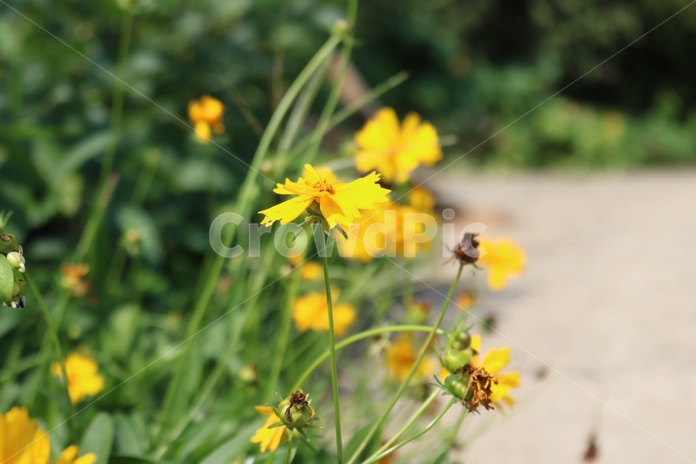 꽃,노랑,식물,초록,길,자연,flower,hana,yellow,kiiro,plants,shokubutsu,green,midori,road,michi,nature,식물,자연,plants,nature,꽃,flower