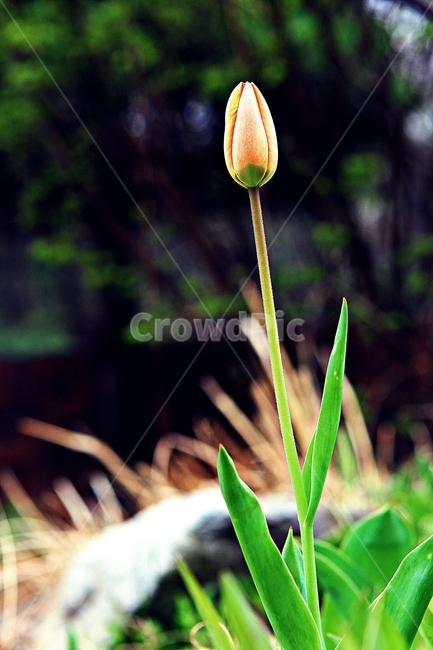 튤립,꽃,식물,자연,배경,식물,자연,plants,nature,꽃,flower
