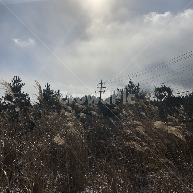 갈대밭,갈대,제주도,하늘,풍경,자연,풍경,nature,landscape,cable,케이블,power lines,전력선