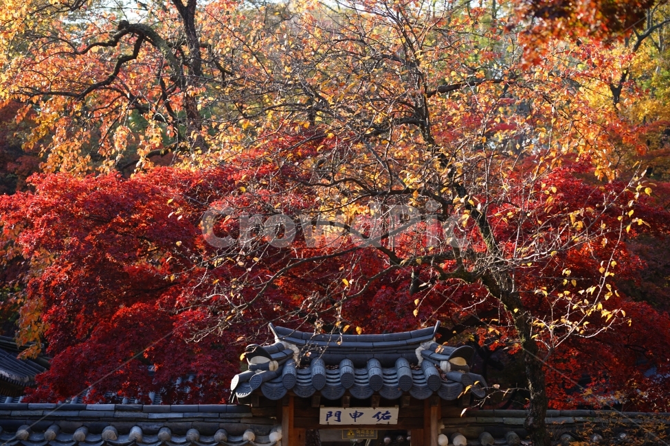 고궁,단풍,창덕궁,가을,이미지,풍경,가을,계절,fall,autumn,season,한국전통,한국문화,korean traditional,korean culture,tree,나무,plant,식물,maple