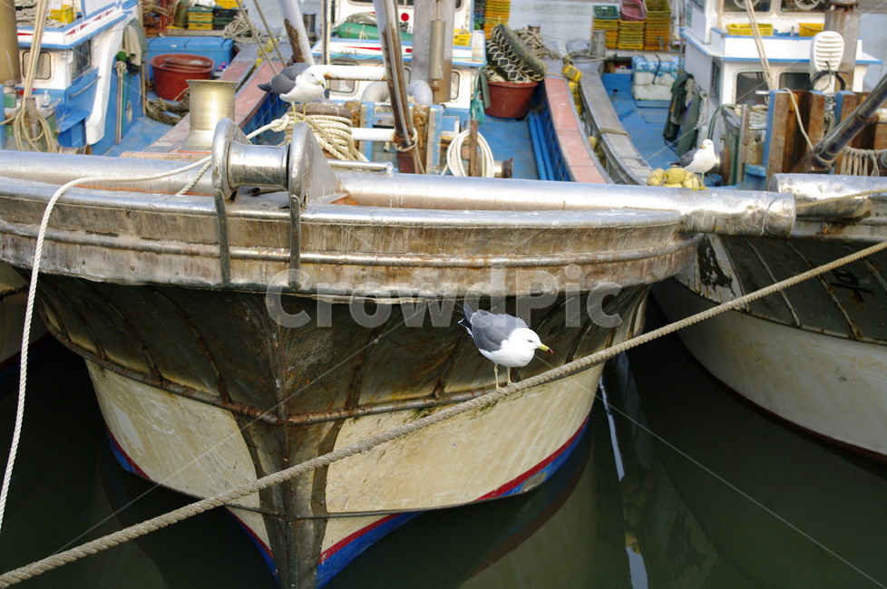배,정박,갈매기,어선,포구,산업,industry,industrial,어업,fishery,fishing industry
