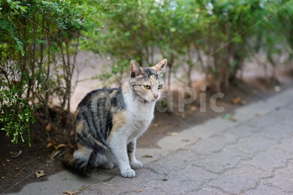 	고양이,동물,야옹이,캣,cat,냐옹이,냐옹,길,거리,일상,풍경,생명,길냥이,길가,일상사진,귀요미,동물,animal,포유류,mammal,고양이,cat,kitten,kitty