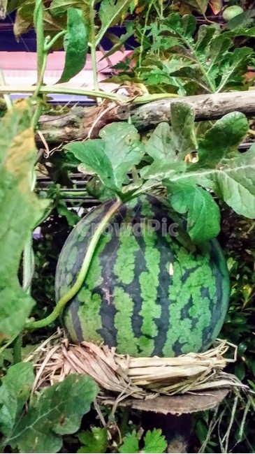과일,수박,밭,여름,빨강,식물,자연,plants,nature,과일,열매,fruit