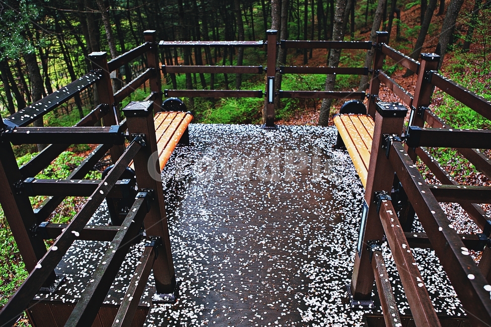벗꽃길,길,꽃,꽃잎,풍경,자연,배경,봄,계절,spring,season,자연,풍경,nature,landscape,꽃,flower,건축물,건물외관,exterior,building,structure,architecture,construction,handrail,난간,banister,railing