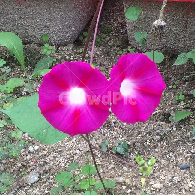 나팔꽃,활짝핀나팔꽃,꽃,붉은자주색나팔꽃,야생화,식물,자연,plants,nature,꽃,flower