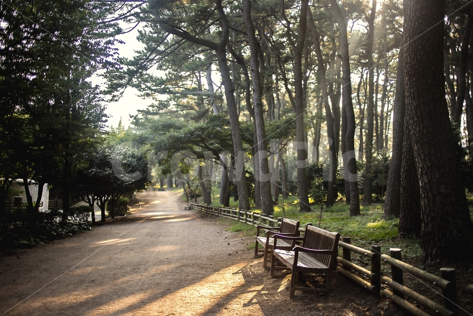 울산,풍경,공원,산책,대왕암,나무,녹색,자연,경치,피톤치드,벤치,자연,풍경,nature,landscape,휴식,힐링,rest,relaxation,healing,tree,plant,식물
