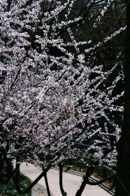 꽃,식물,flower,blossom,plant