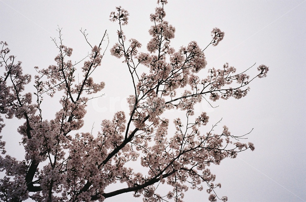 벚꽃,꽃,꽃잎,봄,나무,cherryblossoms,flower,petal,spring,tree,landscape,풍경,자연