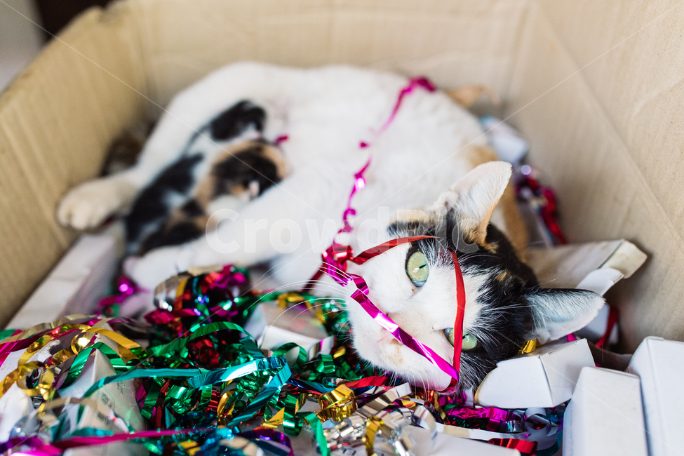 kitten,Meow,stray cat,Gilnyang,cat,Nyanjup,Kitty,animal