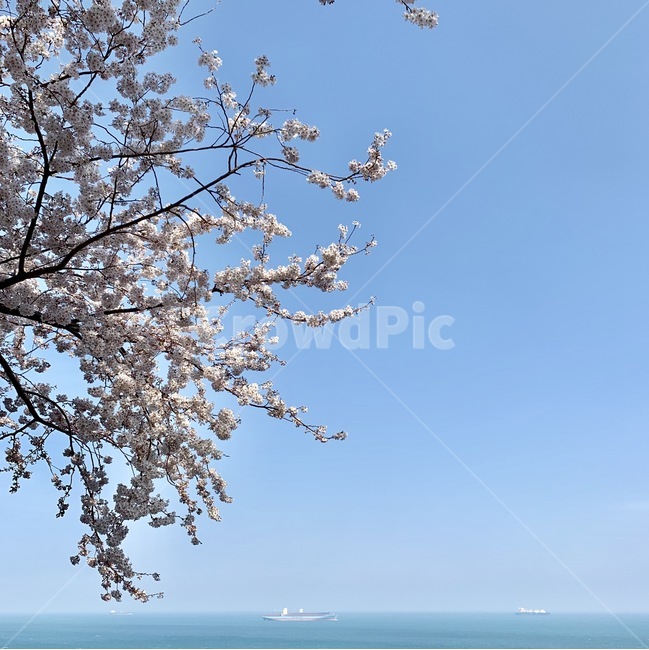 벚꽃,봄,하늘,해안도로,바다