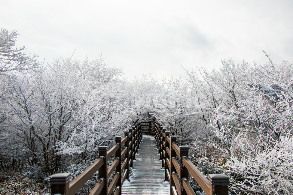 눈,설경,한라산설경,풍경,snow,landscape,1100고지,겨울,계절,winter,season,자연,풍경,nature,landscape,handrail,난간,banister,railing